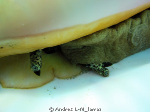 Conch Eyes! by Andres L-M_larraz 